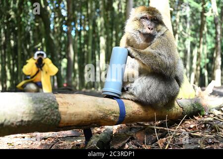 Salem, Deutschland. Juni 2020. Ein Barbary-Affe greift im Rahmen einer Studie auf dem Affenberg in ein Rohr mit Erdnuss, während die Biologin Brigitte Schlögl alles mit einem Fernglas im Hintergrund beobachtet. Der Biologe untersucht den Geruchssinn von Barbary Macaques in einer wissenschaftlichen Studie am Affenberg. (Zu dpa: 'Was ist dieser Geruch? Forscher untersuchen den Geruchssinn in Barbary Macaques') Quelle: Felix Kästle/dpa/Alamy Live News Stockfoto