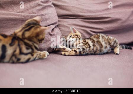 Zwei niedliche bengal Kätzchen spielen und kämpfen auf der Couch. Stockfoto