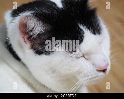 Eine friedliche weiße Katze mit schwarzen Markierungen Stockfoto