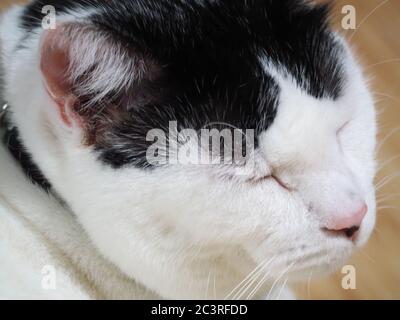 Eine friedliche weiße Katze mit schwarzen Markierungen Stockfoto