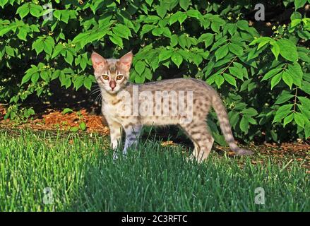 F4 Grau gepunktete Serval Savannah Domestic Kitten Stockfoto