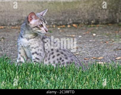 F4 Grau gepunktete Serval Savannah Domestic Kitten Stockfoto