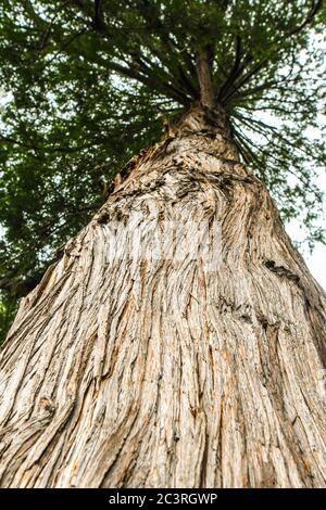 Blick auf großen Baum vom Boden Stockfoto