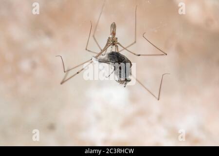 Unterkeller Spinne, Daddy lange Beine Spinne, Pholcus phalangioides, Malta, Mittelmeer Stockfoto