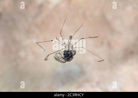 Langbeinige Kellerspinne, Papa Langbeine Spinne, Pholcus phalangioides, Malta, Mittelmeer Stockfoto