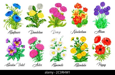 Design-Set aus Kornblume, Gänseblümchen, Kapuzinerkresse, Stiefmütterchen, Aster, Kamille und andere Blumen isoliert auf weiß Aquarell botanische Illustration mit floralen e Stockfoto