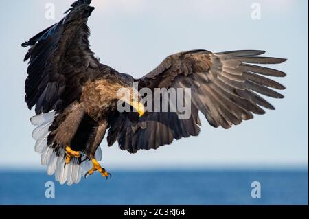 Seeadler, der landete. Wissenschaftlicher Name: Haliaeetus albcilla. Stockfoto