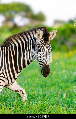 Plains Zebra, Equus quagga, Portrait in sanftem goldenem Licht Wandern in üppiger grüner Vegetation im Kruger National Park. Stockfoto