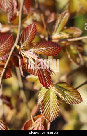 Vertikale selektive Fokusaufnahme des Kupferbuche-Astes Stockfoto