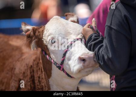 Junge Mädchen in zukünftigen Bauern von Amerika, die ihren Steer führen Ab zum öffentlichen Verkauf auf der Messe für seine Rindfleischgehalt Stockfoto