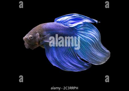 Betta Blue Veiltail VT Männlich oder Plakat Fighting Fish splendens auf schwarzem Hintergrund. Stockfoto