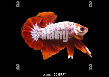 Betta Fancy Red HMPK Männlich oder Plakat Fighting Fish splendens auf schwarzem Hintergrund. Stockfoto