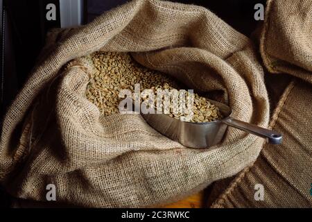 Grüner, ungerösteter Kaffee liegt in Sackleinen. In den Tüten befindet sich eine Schaufel, um Getreide zu streuen. Stockfoto