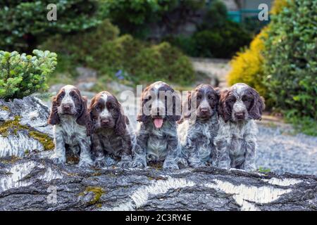 Portrait of Dog English Cocker Spaniel Welpenfamilie auf Birkenstamm, Welpen posieren im Garten Stockfoto