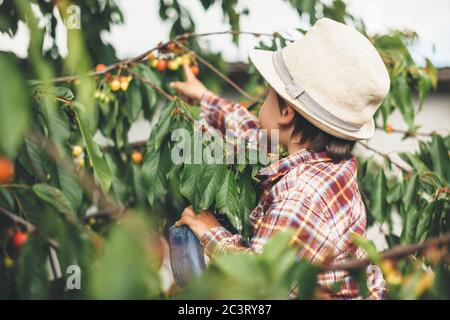 Kleiner kaukasischer Junge mit einem Hut auf dem Kopf, der Kirschen vom Baum im Garten frisst Stockfoto