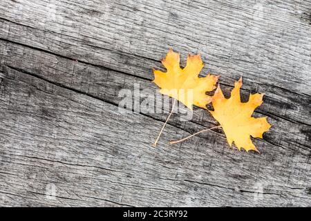 Banner, Webseite oder Deckblatt Vorlage von Herbst Hintergrund mit gelben farbigen Blättern auf Holzbrett kopieren Raum Stockfoto