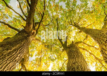 Herbstbäume. Herbst saisonaler Blick auf die Landschaft. Erstaunliches Sonnenlicht und Baumstamm mit gelb-orangen Blättern Stockfoto