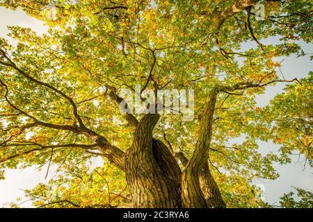Herbstbäume. Herbst saisonaler Blick auf die Landschaft. Erstaunliches Sonnenlicht und Baumstamm mit gelb-orangen Blättern Stockfoto