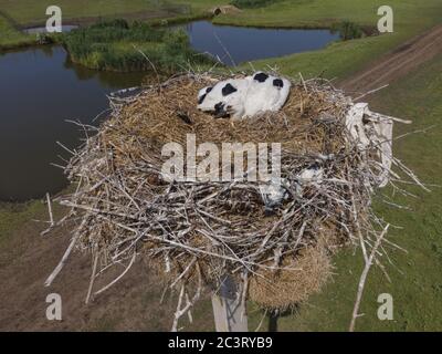 Luftaufnahme von Storchenküken in einem Nest auf einer Säule. Weißstorch (Ciconia ciconia). Frumushika Nova, Region Odessa, Ukraine, Osteuropa Stockfoto