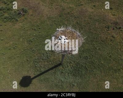 Luftaufnahme von Storchenküken in einem Nest auf einer Säule. Weißstorch (Ciconia ciconia). Frumushika Nova, Region Odessa, Ukraine, Osteuropa Stockfoto