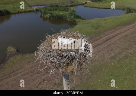 Luftaufnahme von Storchenküken in einem Nest auf einer Säule. Weißstorch (Ciconia ciconia). Frumushika Nova, Region Odessa, Ukraine, Osteuropa Stockfoto