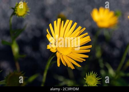 Gelbe Blume von Buphthalmom salicifolium, bekannt unter dem gemeinsamen Namen Ochse-Auge Stockfoto