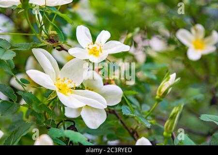 Strauch von weißen Dogrose oder Briar Blumen. Blühende Rose Hüften von Briar Eglantine Cankerrose - zart aromatisierte Eurasische Wildrose Stockfoto