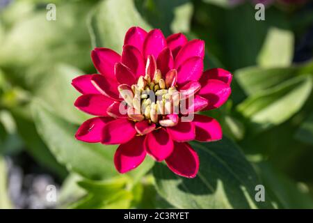 Helle farbige Blume von Zinnia marylandica Stockfoto