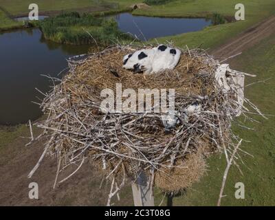 Frumushika Nova, Region Odessa, Ukraine, Osteuropa. März 2019. FROMUSHIKA NOVA DORF, ODESSA OBLAST, UKRAINE - 19. JUNI 2020: Luftaufnahme von Storchenküken in einem Nest auf einer Säule. White Stork Kredit: Andrey Nekrasov/ZUMA Wire/Alamy Live News Stockfoto