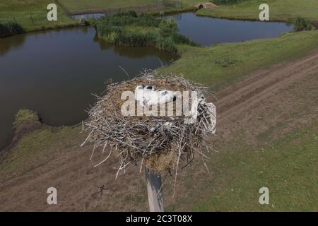 Frumushika Nova, Region Odessa, Ukraine, Osteuropa. März 2019. FROMUSHIKA NOVA DORF, ODESSA OBLAST, UKRAINE - 19. JUNI 2020: Luftaufnahme von Storchenküken in einem Nest auf einer Säule. White Stork Kredit: Andrey Nekrasov/ZUMA Wire/Alamy Live News Stockfoto