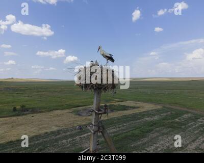 Frumushika Nova, Region Odessa, Ukraine, Osteuropa. März 2019. FROMUSHIKA NOVA DORF, ODESSA OBLAST, UKRAINE - 19. JUNI 2020: Luftaufnahme des Weißstorchs mit Küken in einem Nest auf einer Säule auf blauem Himmel mit Wolken Hintergrund. White Stork Kredit: Andrey Nekrasov/ZUMA Wire/Alamy Live News Stockfoto