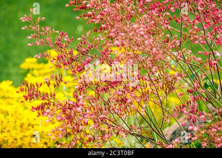 Farbkombination Blühende Rosa Heuchera Blumen Juni Sommer Blühende Pflanze Garten Kontrastblumen Heucheras Coral Bells Alumroot Coralalalben Stockfoto