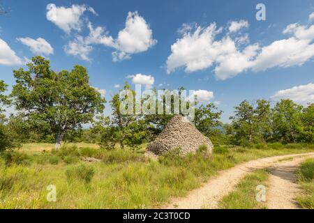 Alter Olivenhain im Herbst in Apulien (Apulien) Italien Stockfoto