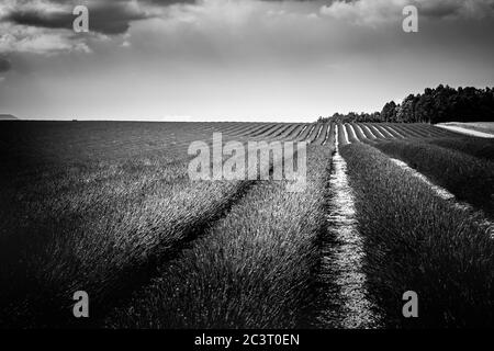 Einfarbige Lavendelfelder. Schönes Bild von Lavendel Feld, künstlerische abstrakten Prozess in schwarz und weiß. Sommer Sonnenuntergang Landschaft, kontrastierend Stockfoto