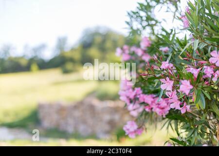 Oleander Busch mit rosa Blüten gegen den blauen Himmel Stockfoto