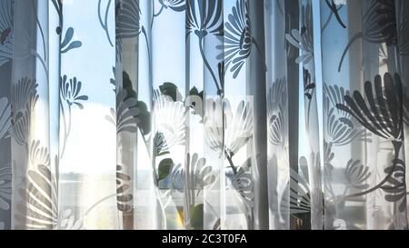 Zimmerpflanzen auf der Fensterbank durch einen lichtdurchlässigen Vorhang. Unschärfer Hintergrund und Kopierbereich Stockfoto