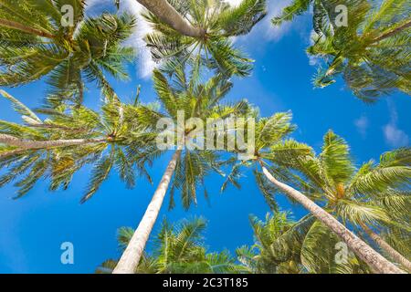 Kokospalme mit blauem Himmel, schöner tropischer Hintergrund. Exotisches Naturmuster, grüne Palmblätter gegen blauen Himmel. Tropischer Strand, tolle Aussicht Stockfoto