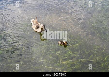 Stockente Entenküken (Anas platyrhynchos) mit Mutter. Foots Cray Meadows, Sidcup, Kent. GROSSBRITANNIEN Stockfoto