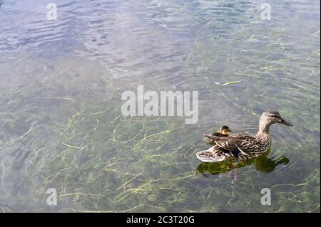 Stockente Entenküken (Anas platyrhynchos) mit Mutter. Foots Cray Meadows, Sidcup, Kent. GROSSBRITANNIEN Stockfoto