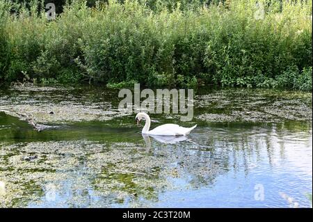 Stummer Schwan (Cygnus Olor), River Cray. Foots Cray Meadows, Sidcup, Kent. GROSSBRITANNIEN Stockfoto