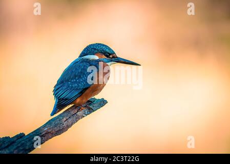 Kingfisher thront auf einem grauen Nebel Zweig Hintergrund Stockfoto