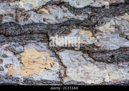 Trockene Baumrinde Textur und Hintergrund, Naturkonzept. Baumrinde als Hintergrund mit Kopierraum Stockfoto