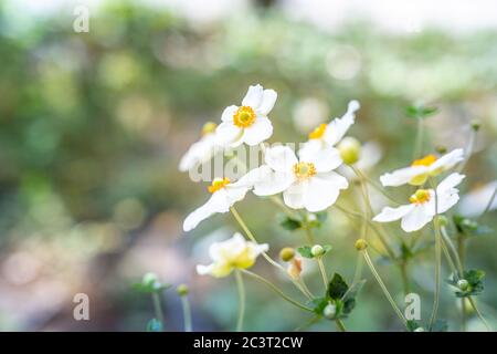 Schöne weiße Blüten von Anemonen im Frühjahr in einem Wald Nahaufnahme in Sonnenlicht in der Natur. Frühling Waldlandschaft mit blühenden Primeln. Stockfoto