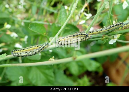 Großer weißer Schmetterling pieris brassicae Raupenbefall, der sich durch die Gemüsepflanze im Garten in großbritannien frisst Stockfoto