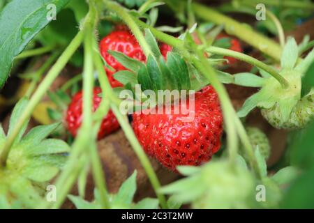 Rote reife und grüne unreife Erdbeeren wachsen in einem selbst gemachten Gartenbett in großbritannien Stockfoto