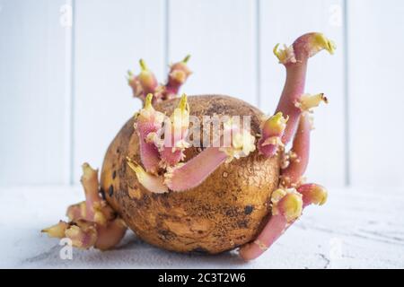 Gekeimt Kartoffeln. Sprossen geben im Frühling ein neues Leben. Arbeit am Boden. Makroaufnahme. Hintergrund mit Platz für Text. Stockfoto