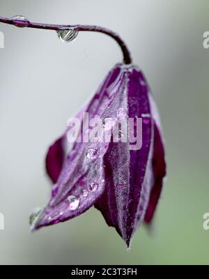 Gelsenkirchen, Deutschland. Juni 2020. Regentropfen hängen von der Blüte eines Clematis. Nach ein paar Regenschauern am Montag sollte es sonnig und bis zu 30 Grad Celsius in den kommenden Tagen sein. Quelle: Caroline Seidel/dpa/Alamy Live News Stockfoto
