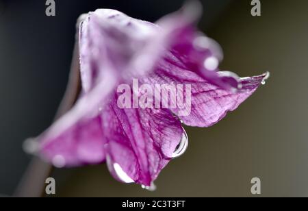 Gelsenkirchen, Deutschland. Juni 2020. Regentropfen hängen von der Blüte eines Clematis. Nach ein paar Regenschauern am Montag sollte es sonnig und bis zu 30 Grad Celsius in den kommenden Tagen sein. Quelle: Caroline Seidel/dpa/Alamy Live News Stockfoto