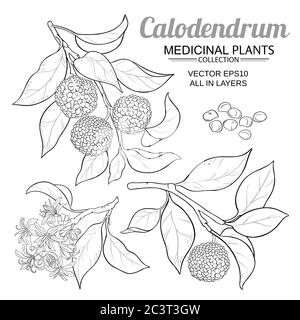 calodendrum-Vektorset Stock Vektor