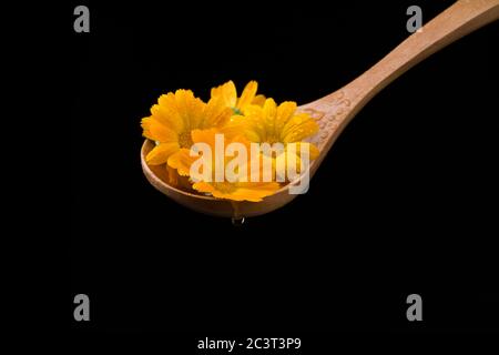 Calendula Blumen in Holzlöffel auf schwarzem Hintergrund. Calendula Homöopathisch. Stockfoto